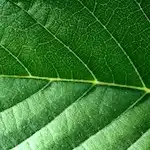 Large and healthy leaf with a pinnate pattern