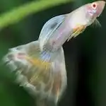 Small fish with wide tail, swimming in front of underwater vegetation