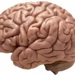 Anatomical human brain